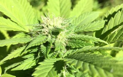 Marijuana Sales and the Monster Hiding in the Tax Code –How To Minimize the Damage of Section 280E