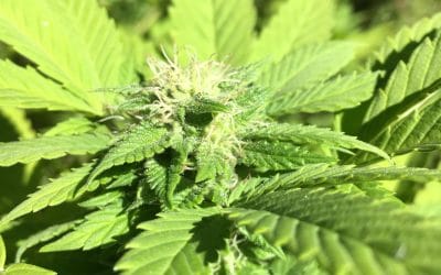 Thinking of starting a cannabis business in Maine?  New laws will keep you on your toes. PART I: New Rules